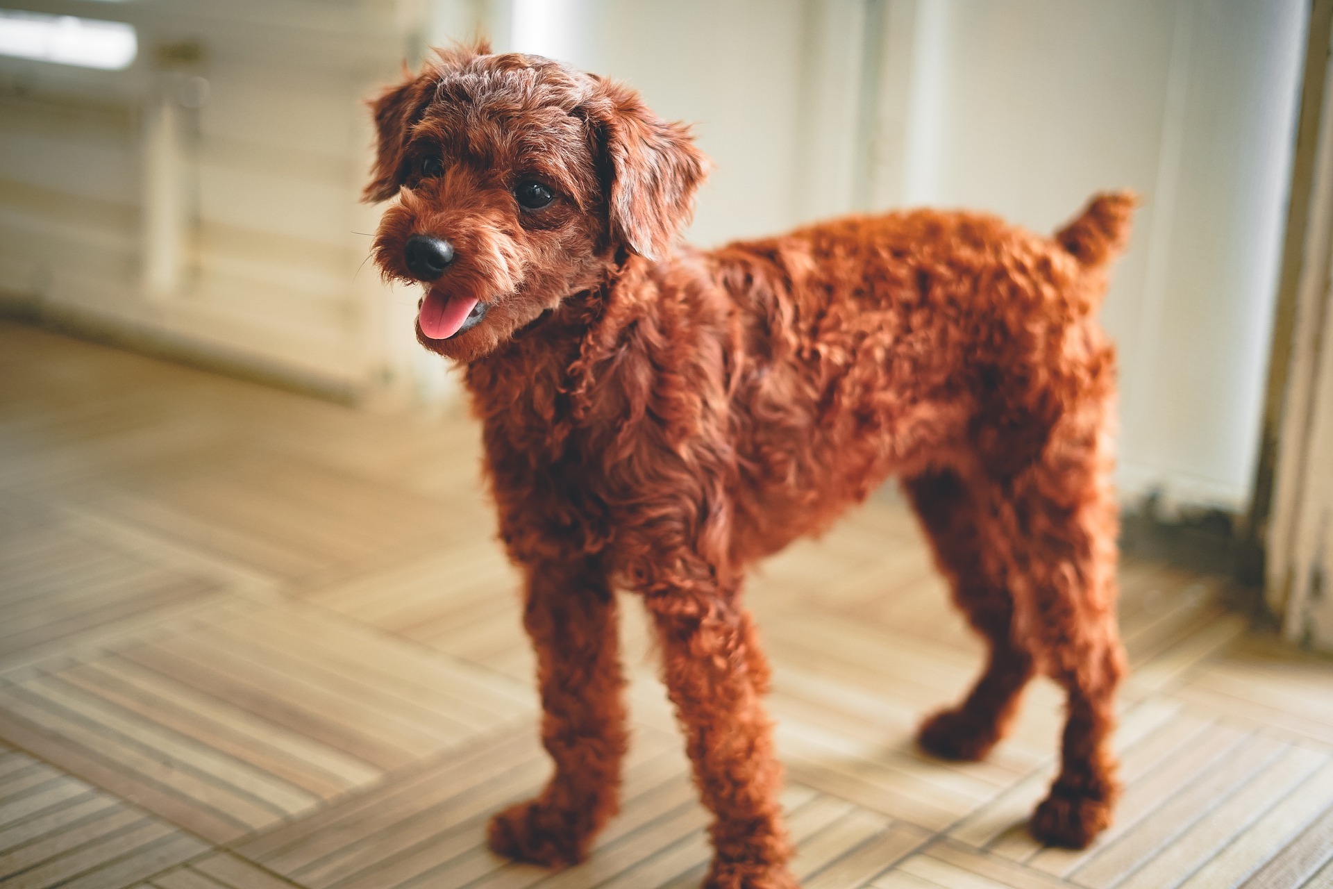 How to wash and dry my poodle